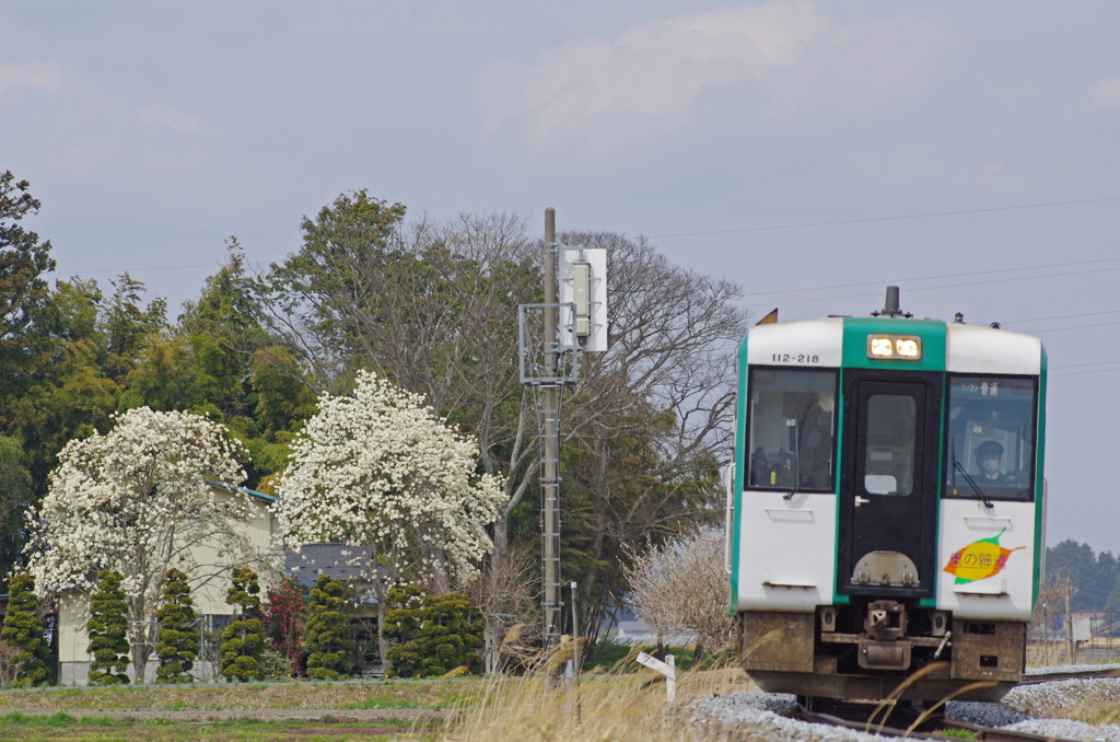 コブシの花