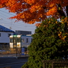 朝のモミジ
