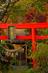 紅