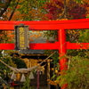 紅