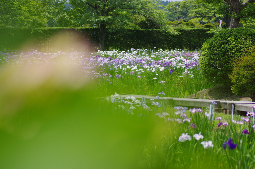 アヤメ園