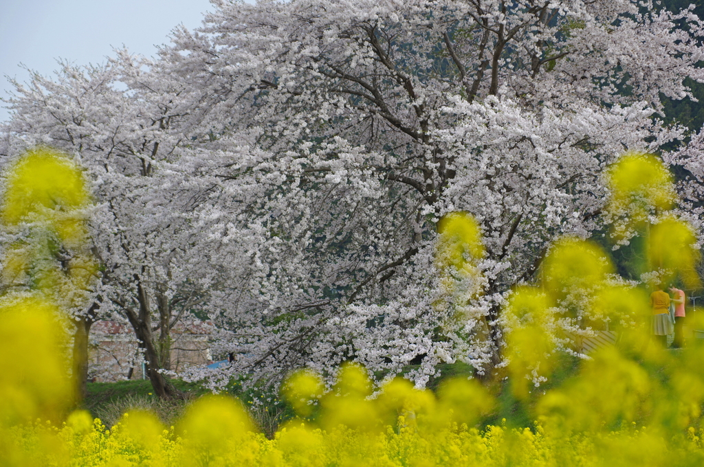 桜と菜の花