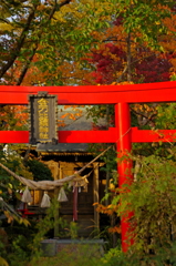 紅