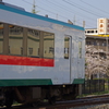 桜を見る