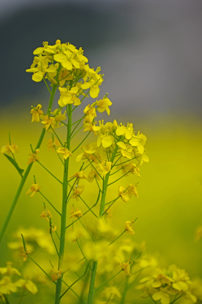 菜の花