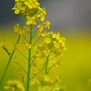菜の花