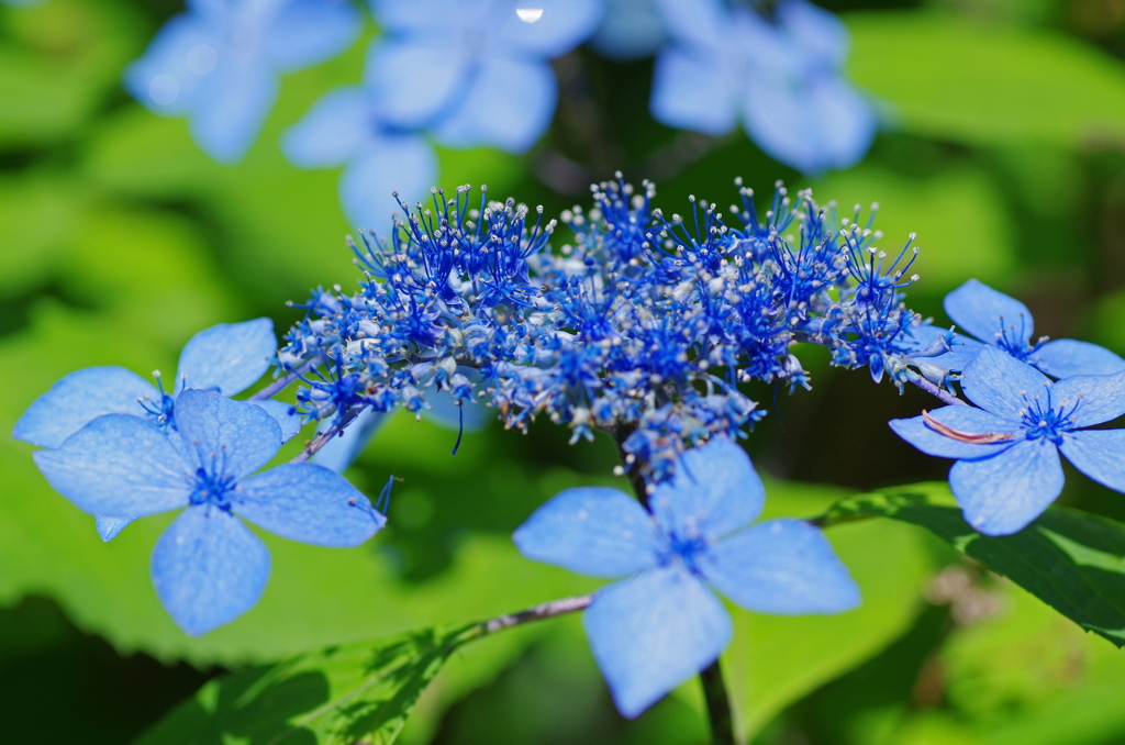 額紫陽花