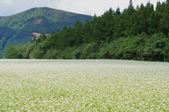 蕎麦畑