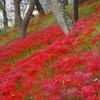 咲き誇る曼珠沙華