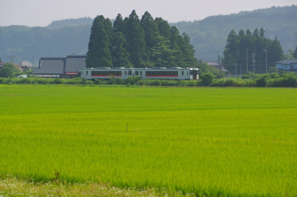 稲穂が靡く