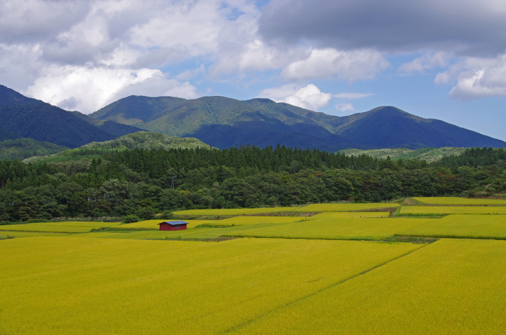 高原の田圃