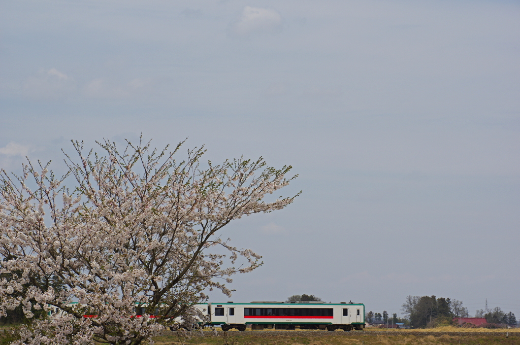 桜の向こうに