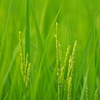 稲の花