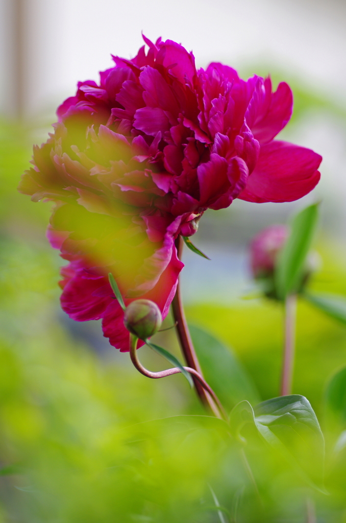 立てば芍薬