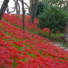 羽黒山公園