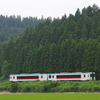 続く杉林