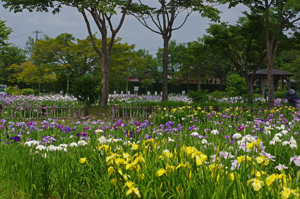 一迫アヤメ園