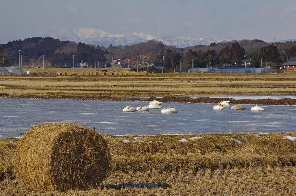 氷の冬水田圃