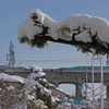 死んでも離さない