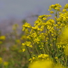 築堤の菜の花