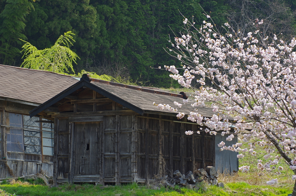 里の桜