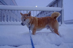 雪の散歩