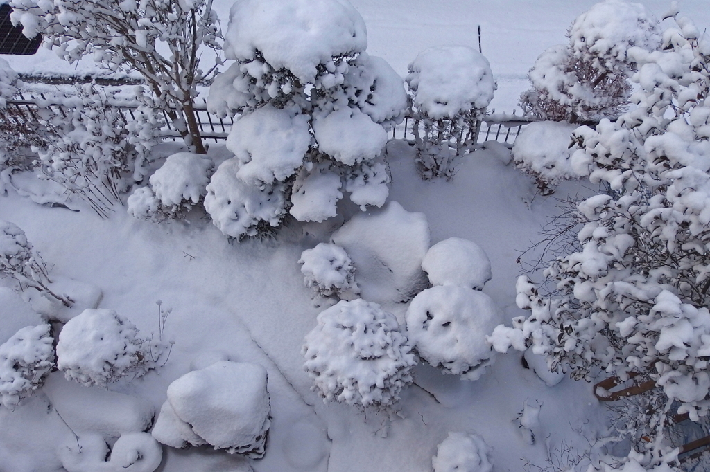 降雪