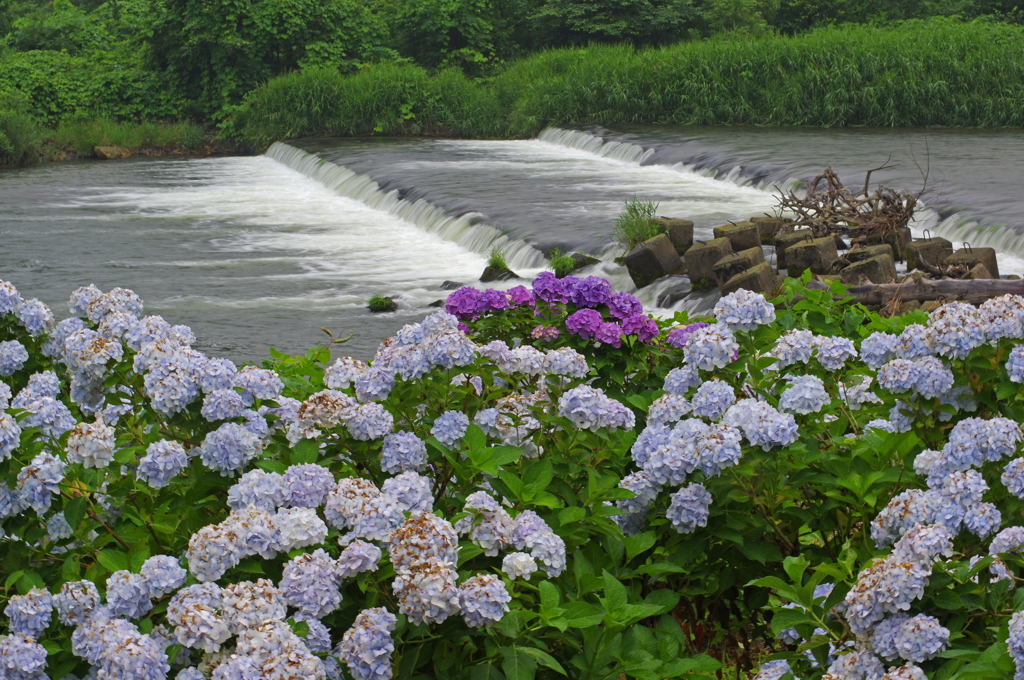 荒雄川のアジサイ