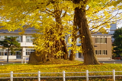 学舎と大いちょう