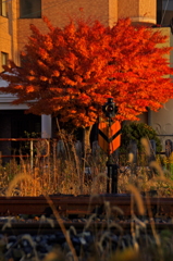 紅いポイント