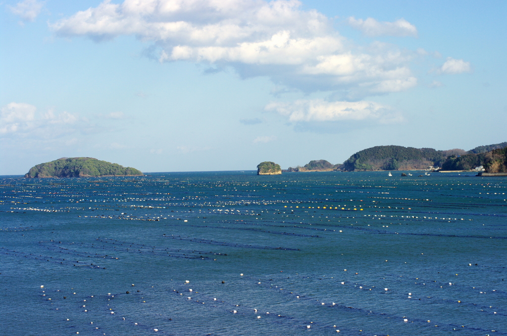 5年前の志津川湾