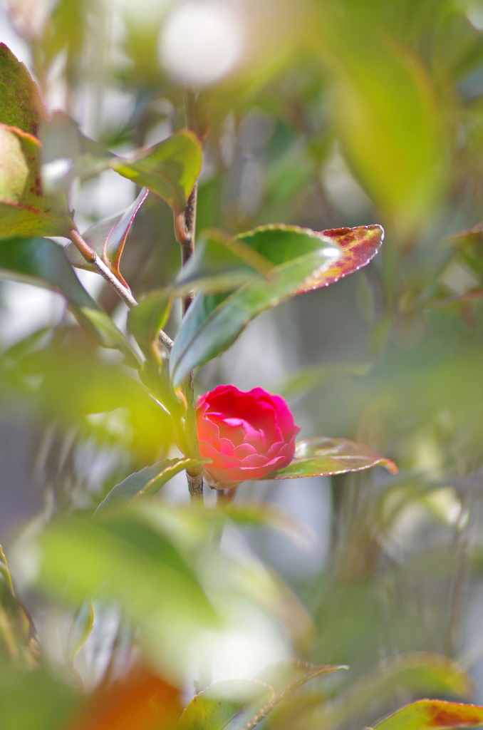 山茶花