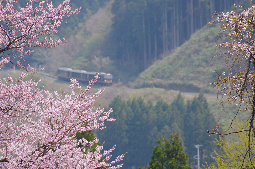 桜狙い