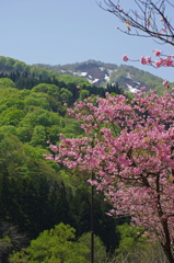 瀬見温泉の桜