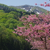 瀬見温泉の桜