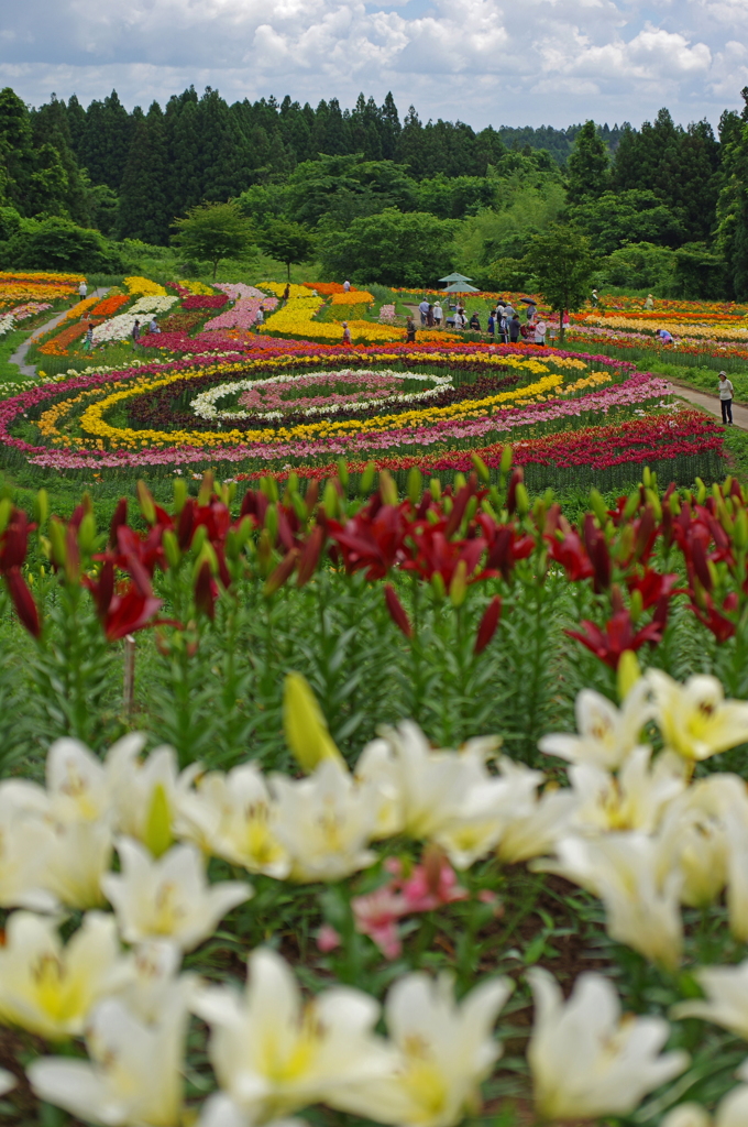 多彩なユリ園