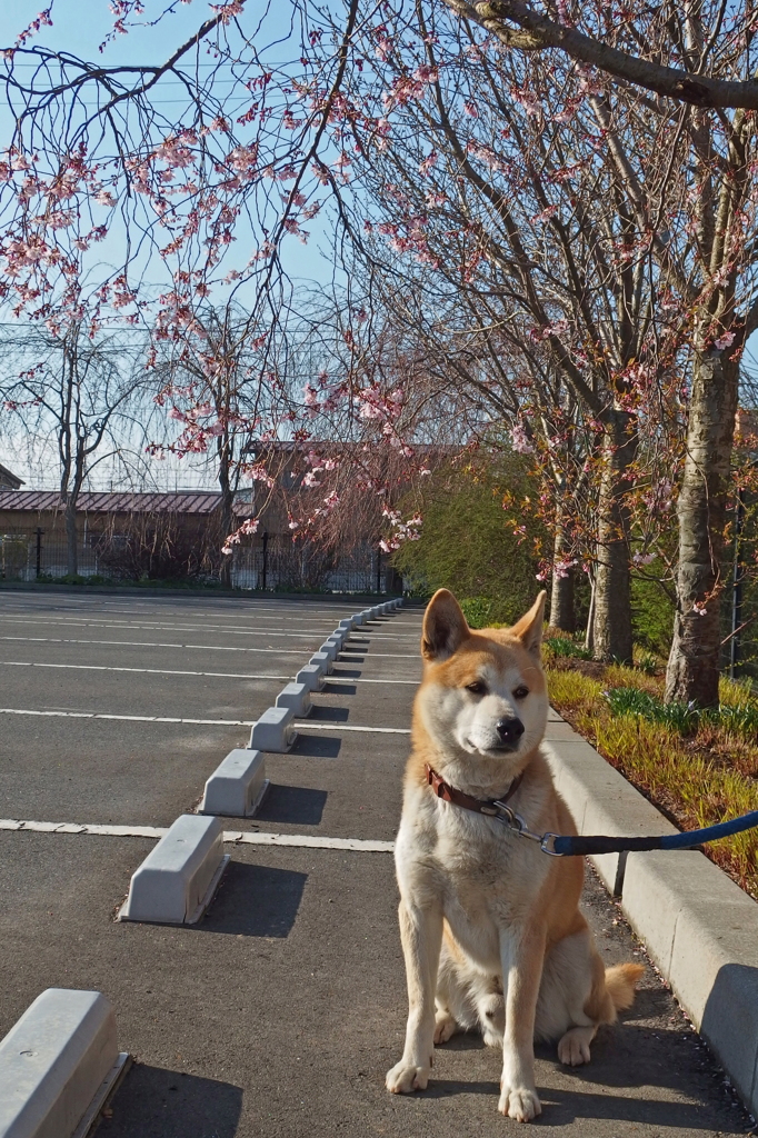愛息ユズ