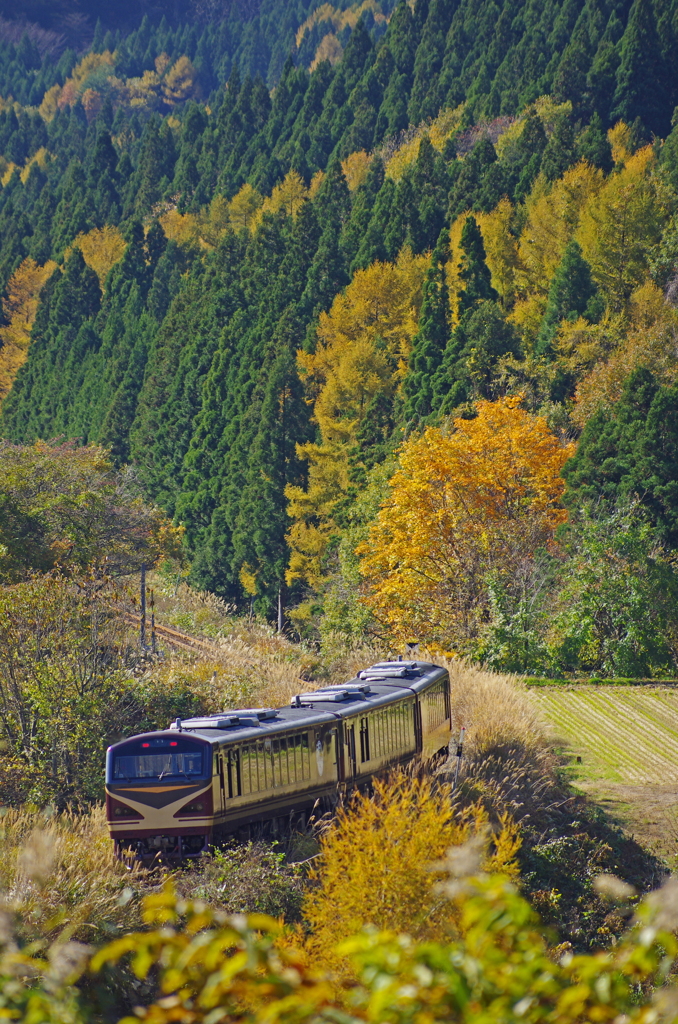 晩秋を往くﾘｿﾞｰﾄみのり号