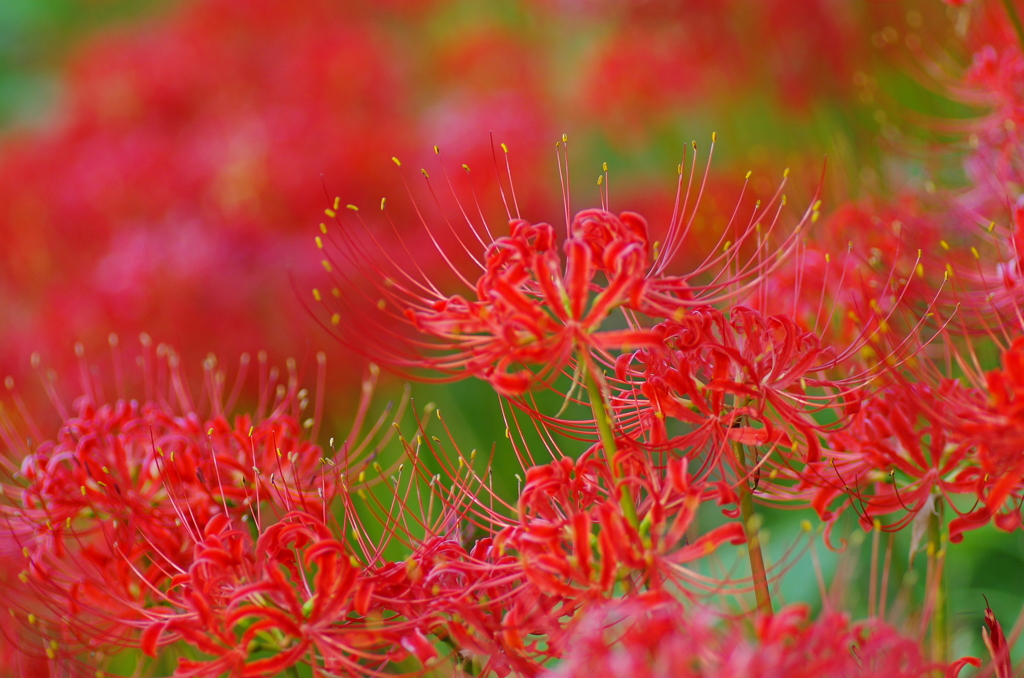 燃える曼珠沙華