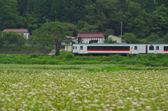 蕎麦畑を見る