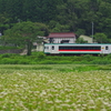 蕎麦畑を見る
