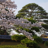 茶庭園