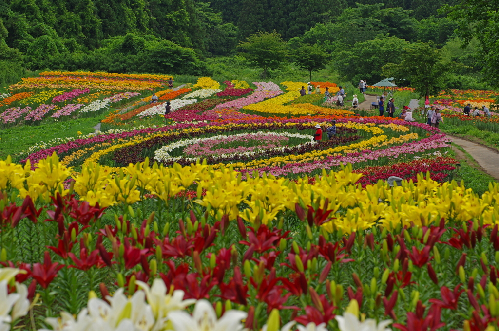 一迫ゆり園