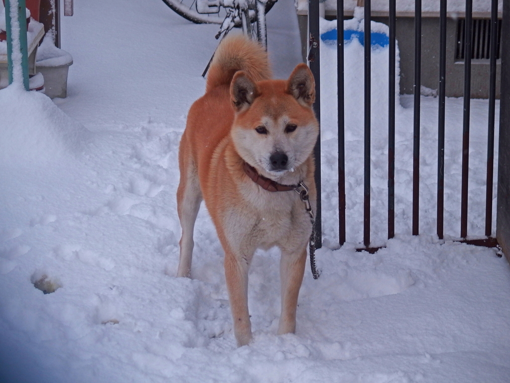 久し振りの雪