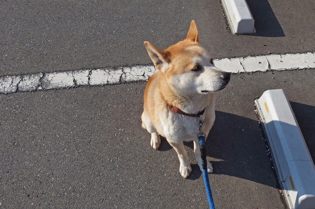 花見をするユズ