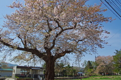 中山平温泉駅の一本桜