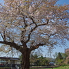 中山平温泉駅の一本桜