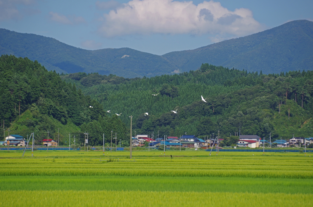 鷺の舞