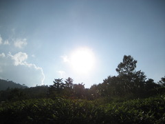 太陽様