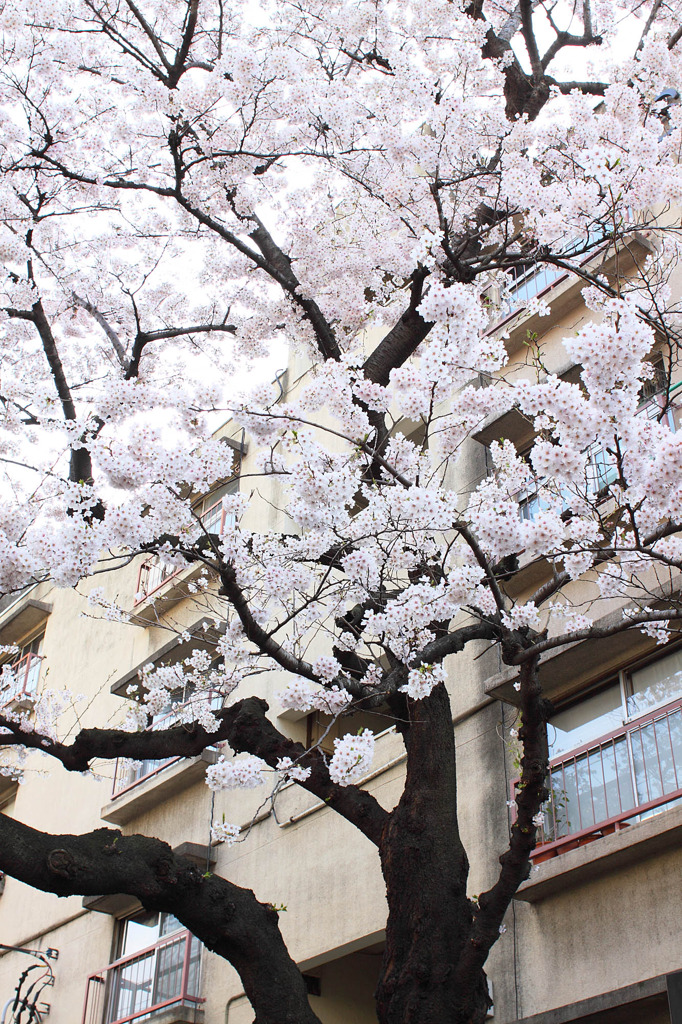 古団地と桜